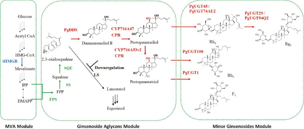 Microorganisms and Their Enzymes