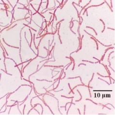 bioi-2022-0005-fx10.jpg