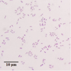 bioi-2022-0005-fx2.jpg