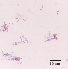 bioi-2022-0005-fx8.jpg