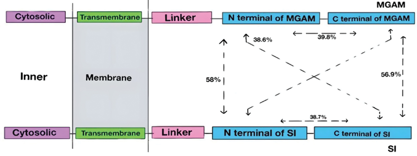 Next follows the figure caption