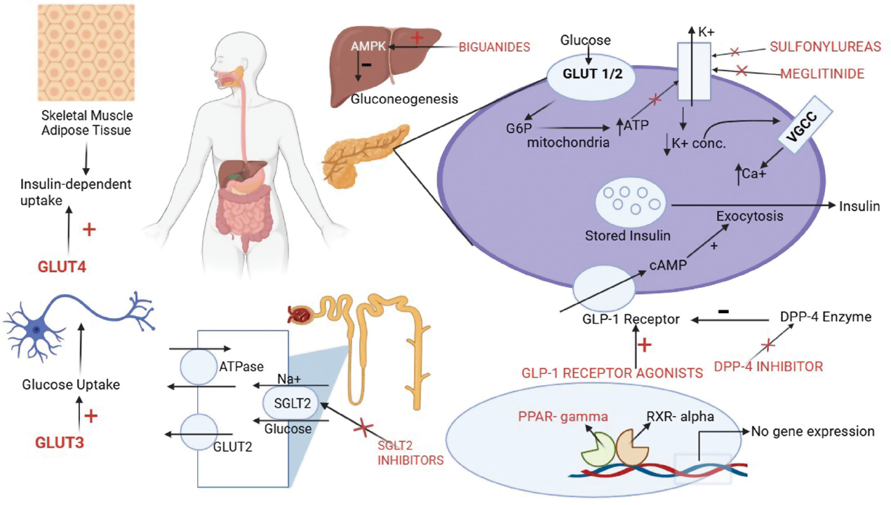 Next follows the graphical abstract
