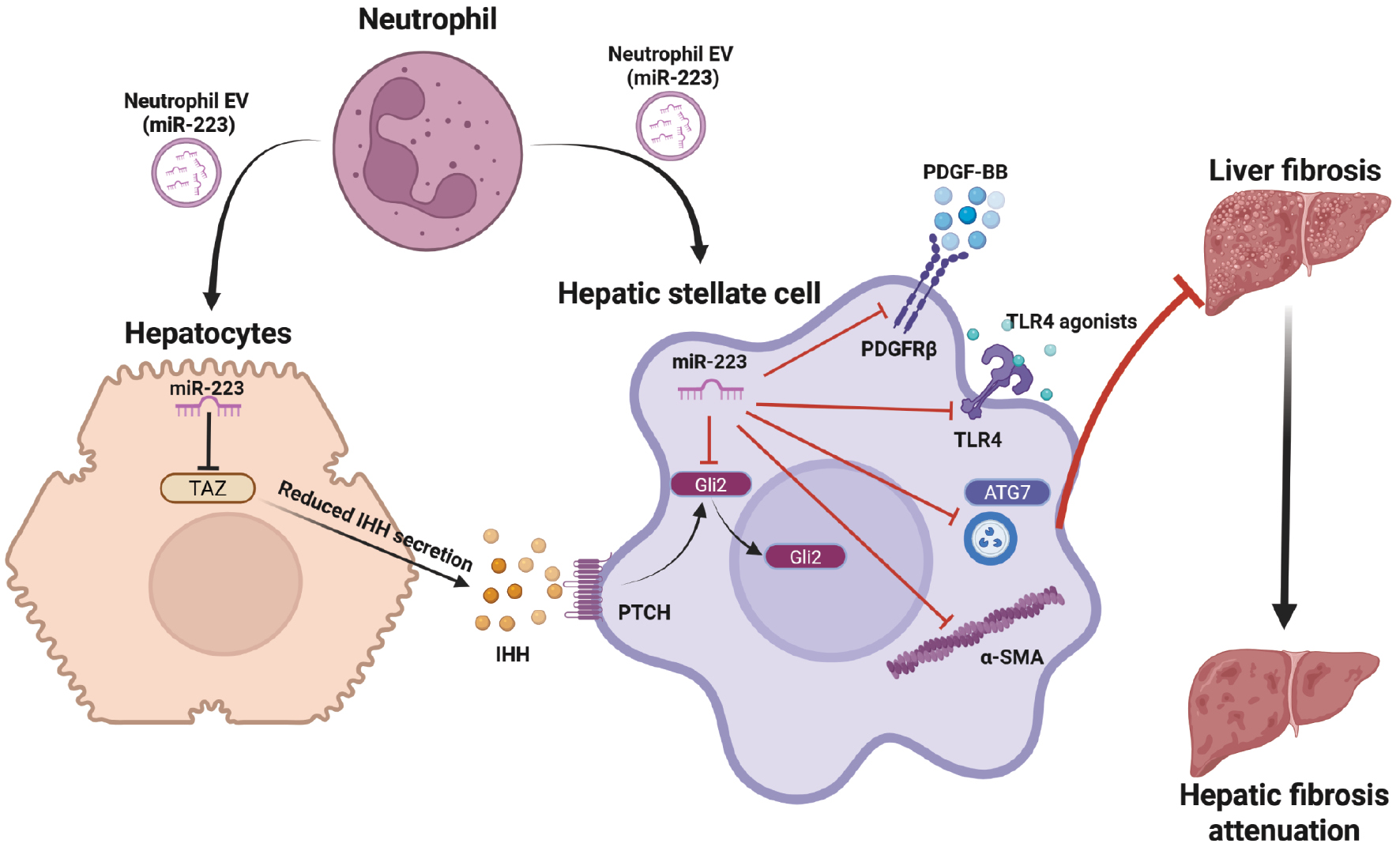 Next follows the figure caption