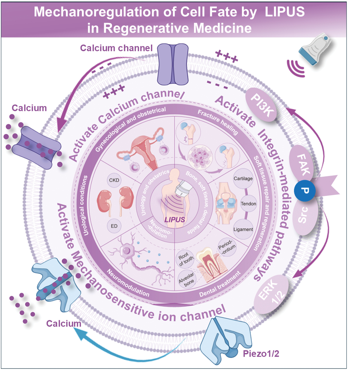 Next follows the graphical abstract