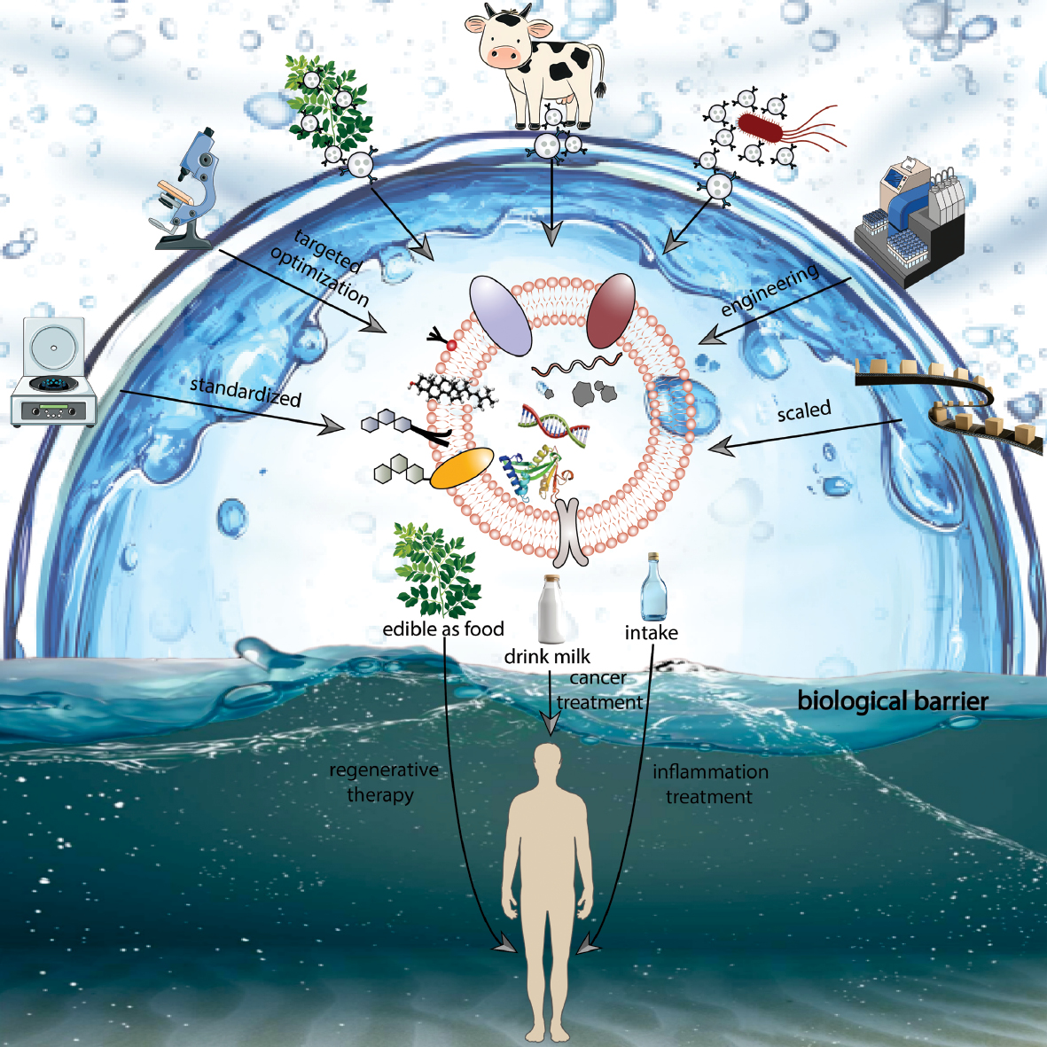 Next follows the graphical abstract