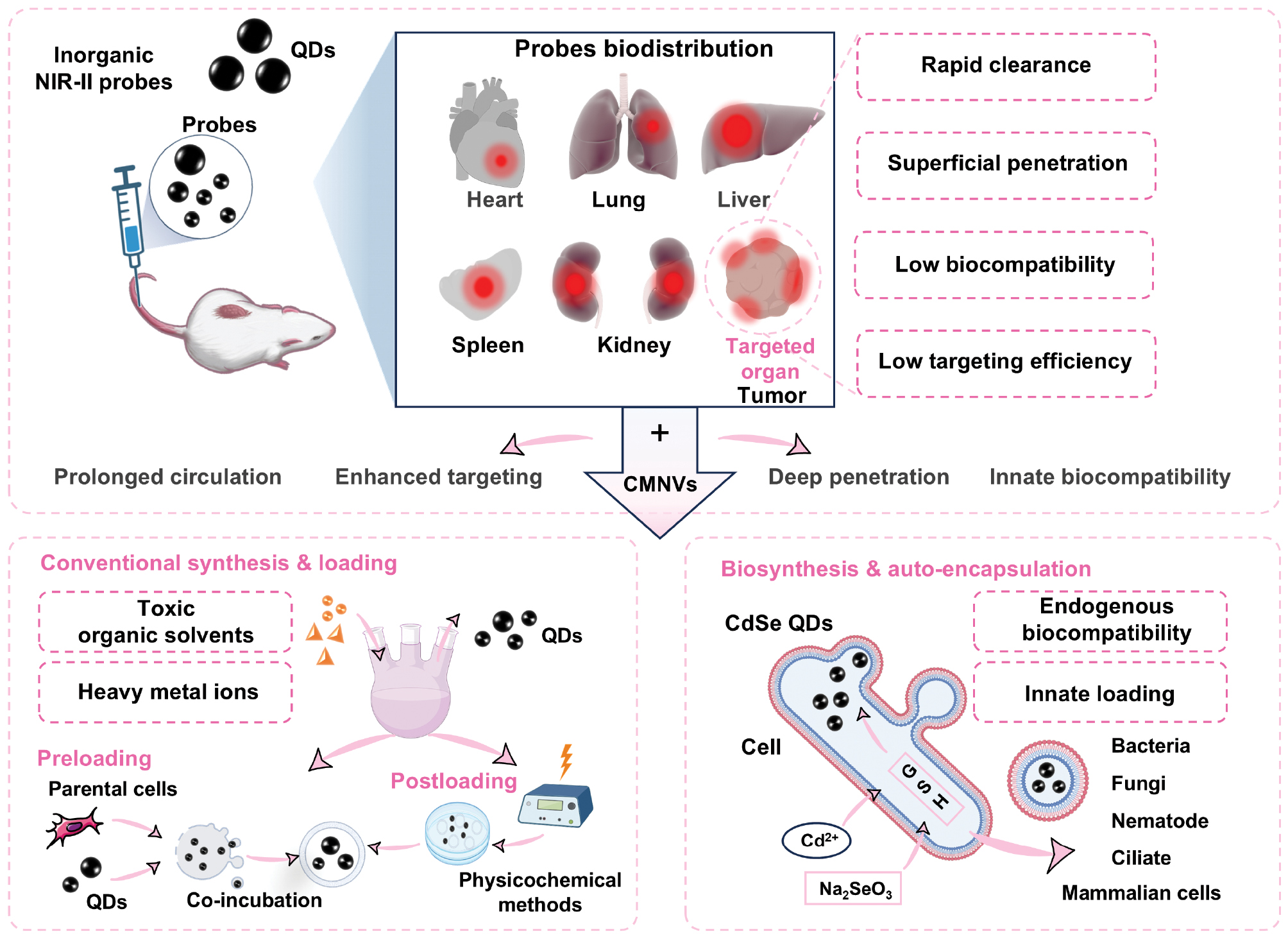 Next follows the figure caption