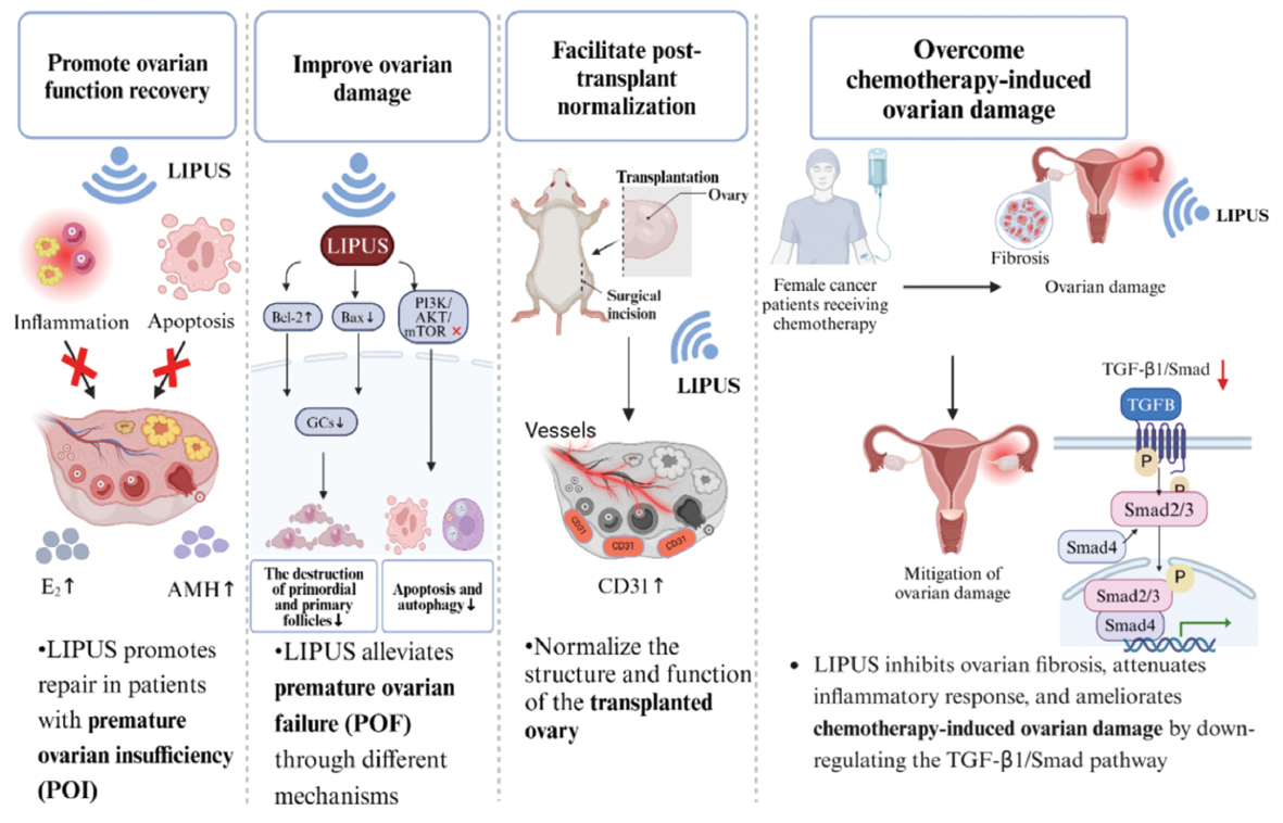 Next follows the graphical abstract
