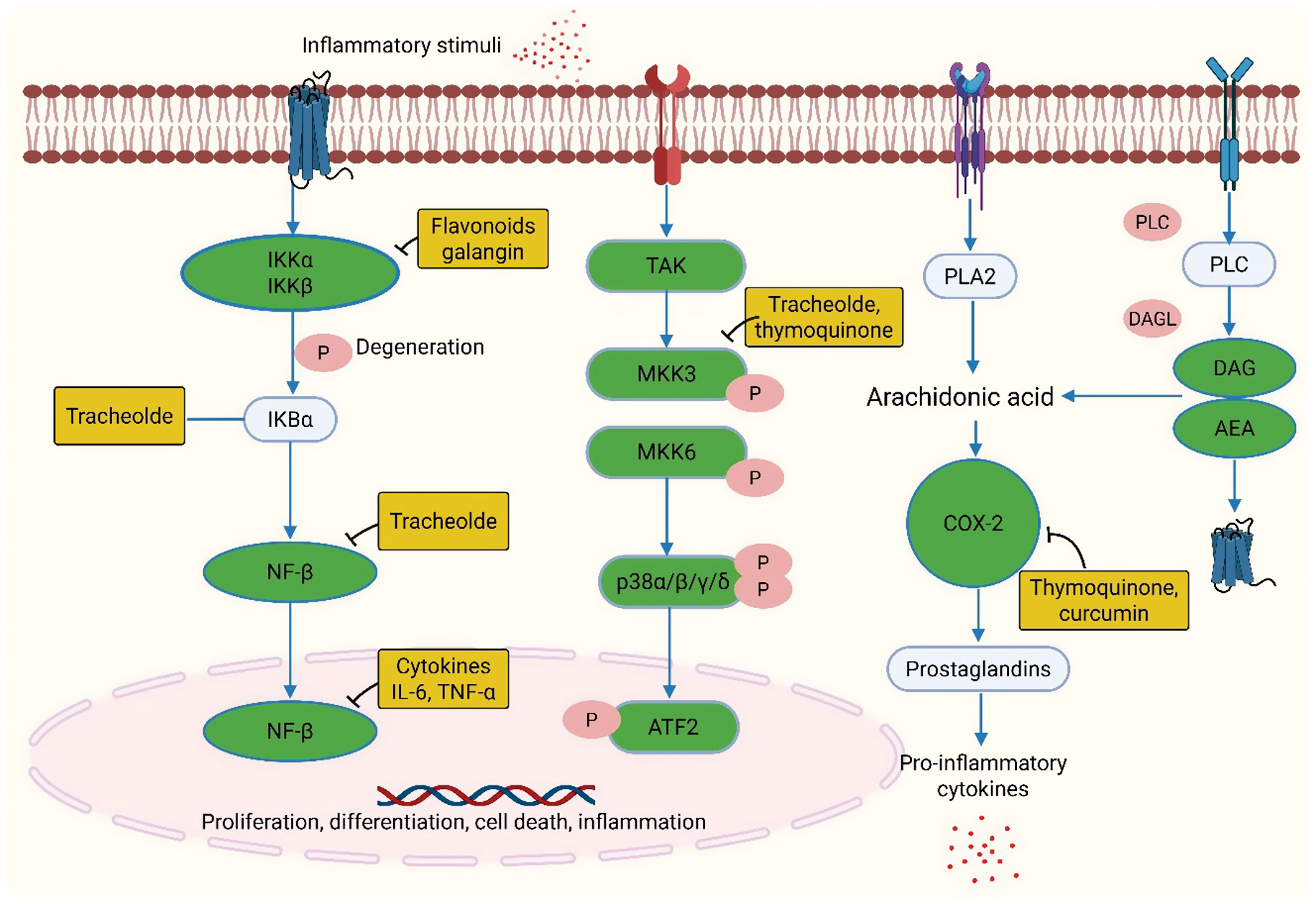 Next follows the figure caption
