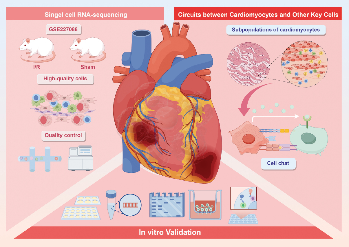 Next follows the graphical abstract
