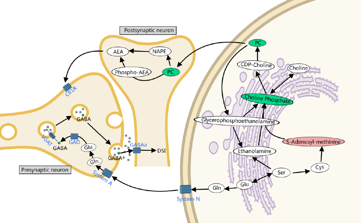 Next follows the graphical abstract