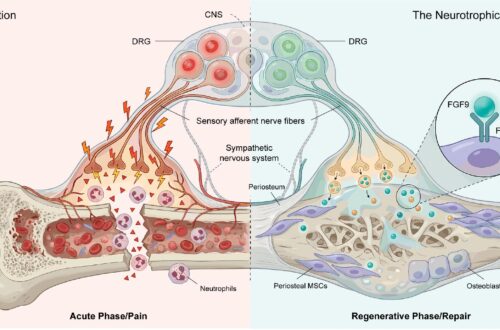 Analgesia redesign preserves skeletal repair