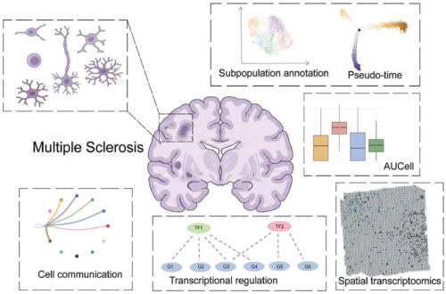 C2 microglial subtype - mechanistic insights into lesion progression