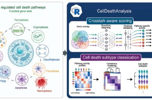 CellDeathAnalysis