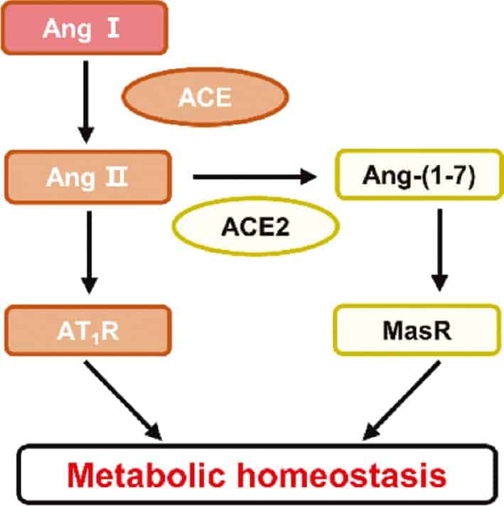 ACE2-A-Dilemma-in-Regulating-SARS-CoV-2-Infection-and-its-Metabolic-Complication