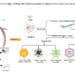 Aptamer-based Theranostics in Oncology