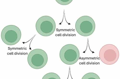 ACD-cancer-link-glioblastoma