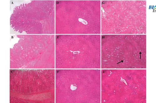 Combretum Leprosum in Mice