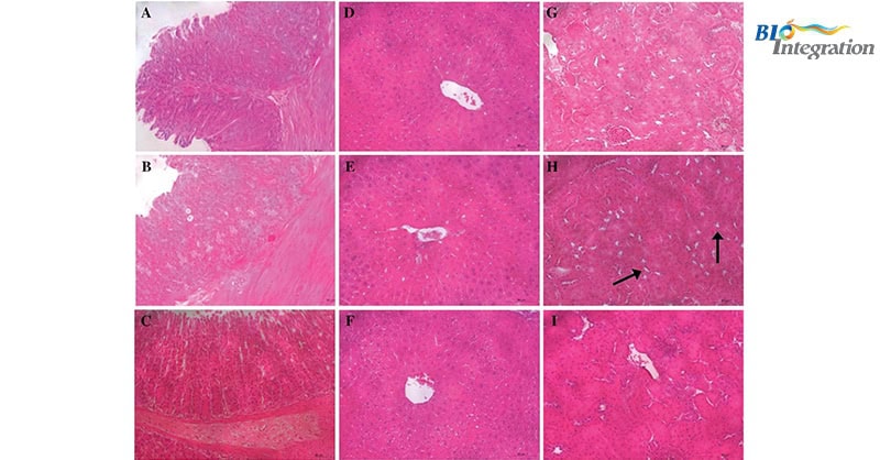 Combretum Leprosum in Mice