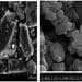 Study of Spray-Drying and Freeze-Drying Techniques