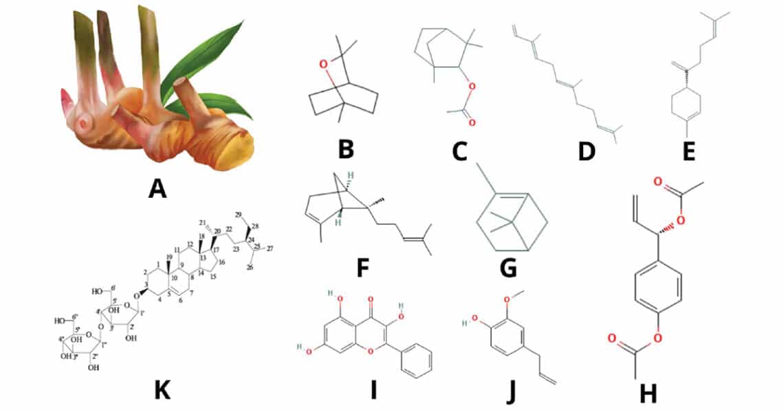 Ethnomedical Potentials, Phytochemicals, and Medicinal Profile of Alpinia galanga L