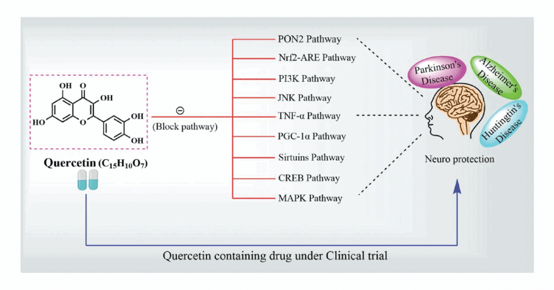 Mechanistic Insights and Therapeutic Potential of Quercetin in ...