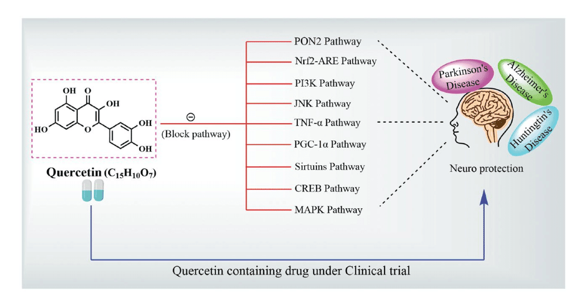 Mechanistic Insights and Therapeutic Potential of Quercetin in ...