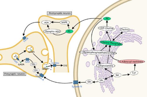 Metabolic Profiles and Candidate Metabolic Features in Sanda Athletes