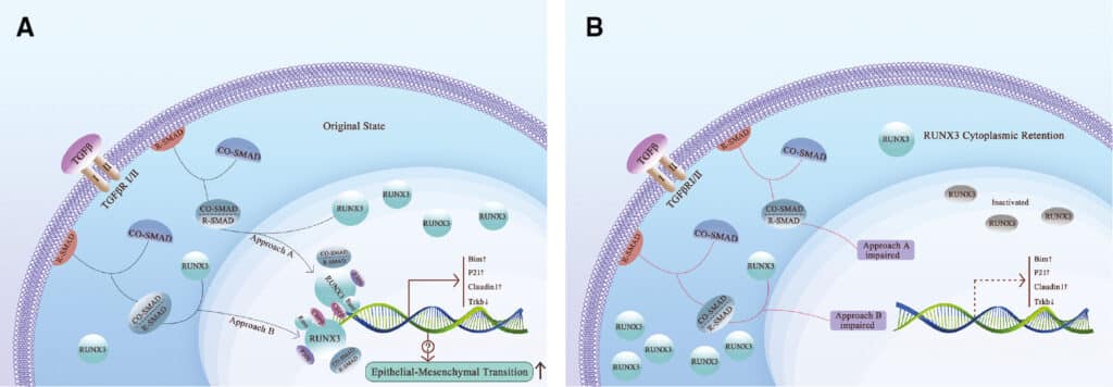 RUNX3: A Location-oriented Genome Coordinator – Bio Integration