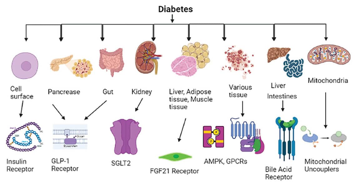 Novel Diabetes Treatment