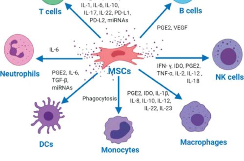 Stem Cell Therapy