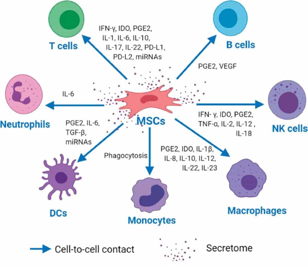 Stem Cell Therapy