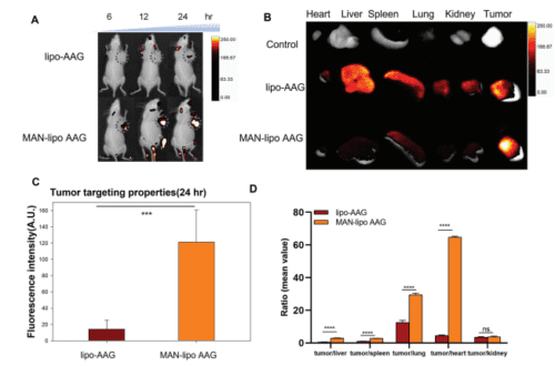 Targeted Imaging of Tumor Associated Macrophages in Breast Cancer