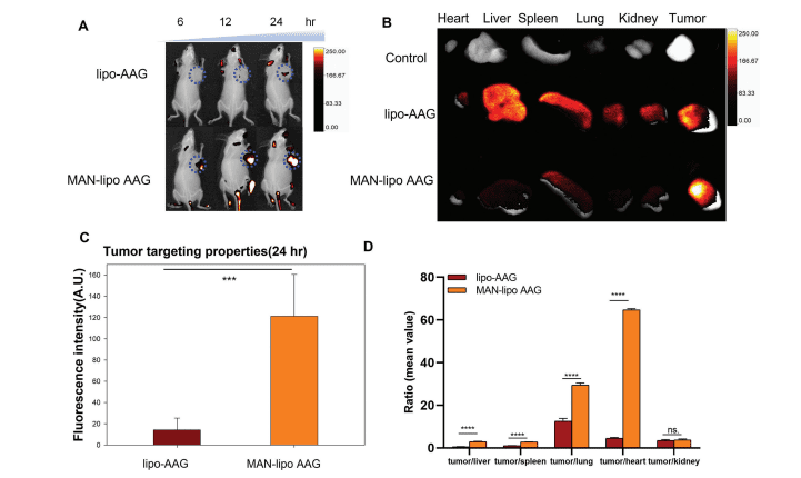 Targeted Imaging of Tumor Associated Macrophages in Breast Cancer