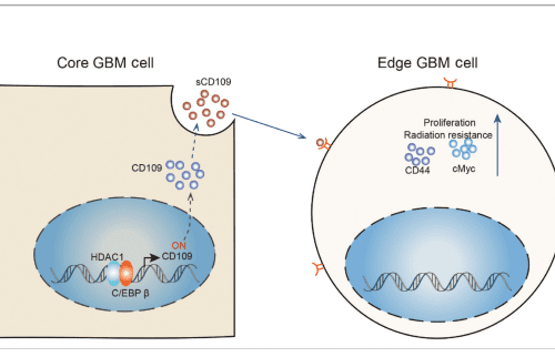 Unlocking the Signal Transduction between Glioma-initiating Cells of Tumor Edge