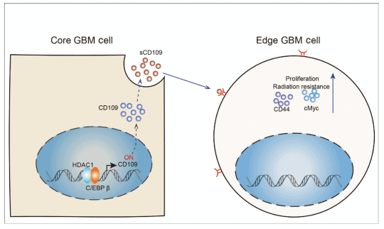 Unlocking the Signal Transduction between Glioma-initiating Cells of Tumor Edge