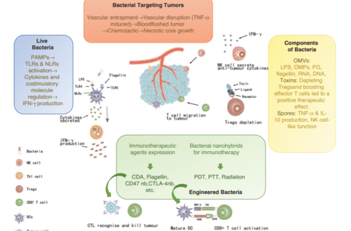 Utilizing Bacteria-Derived Components for Cancer Immunotherapy