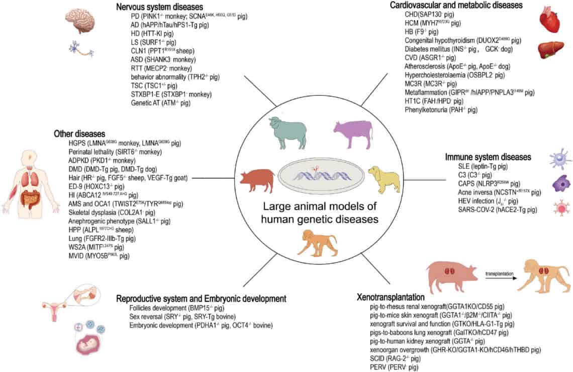 Recent advances in genetically modified large-animal models of human  diseases – Bio Integration