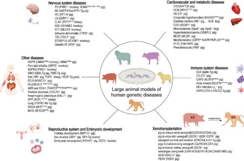 genetically modified large-animal models of human diseases