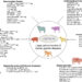 genetically modified large-animal models of human diseases